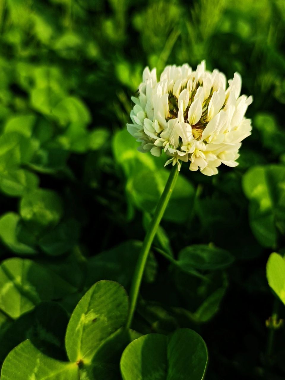 开白花的野草图片图片