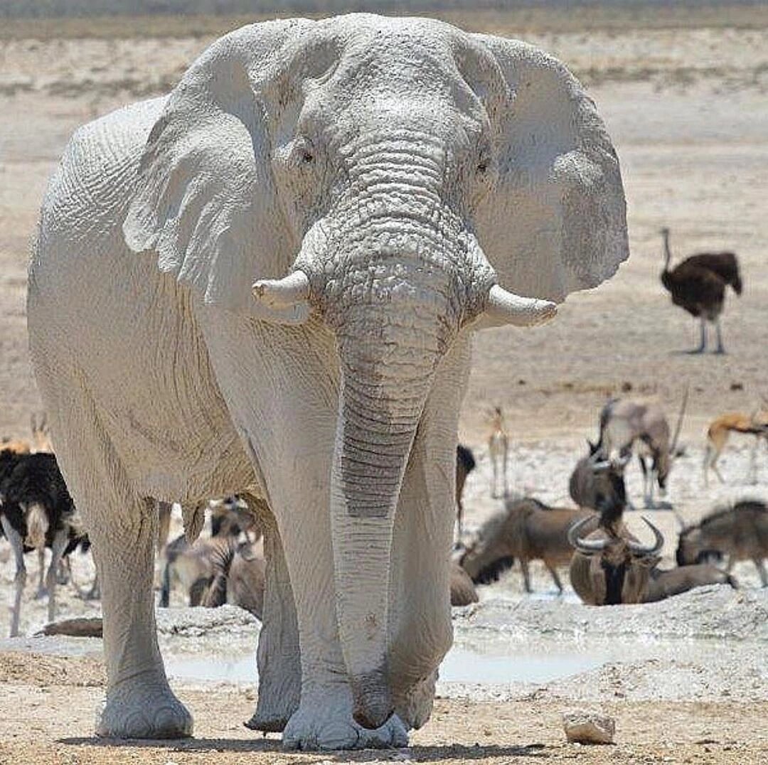 白化大象|绘画素材参考|审美提升