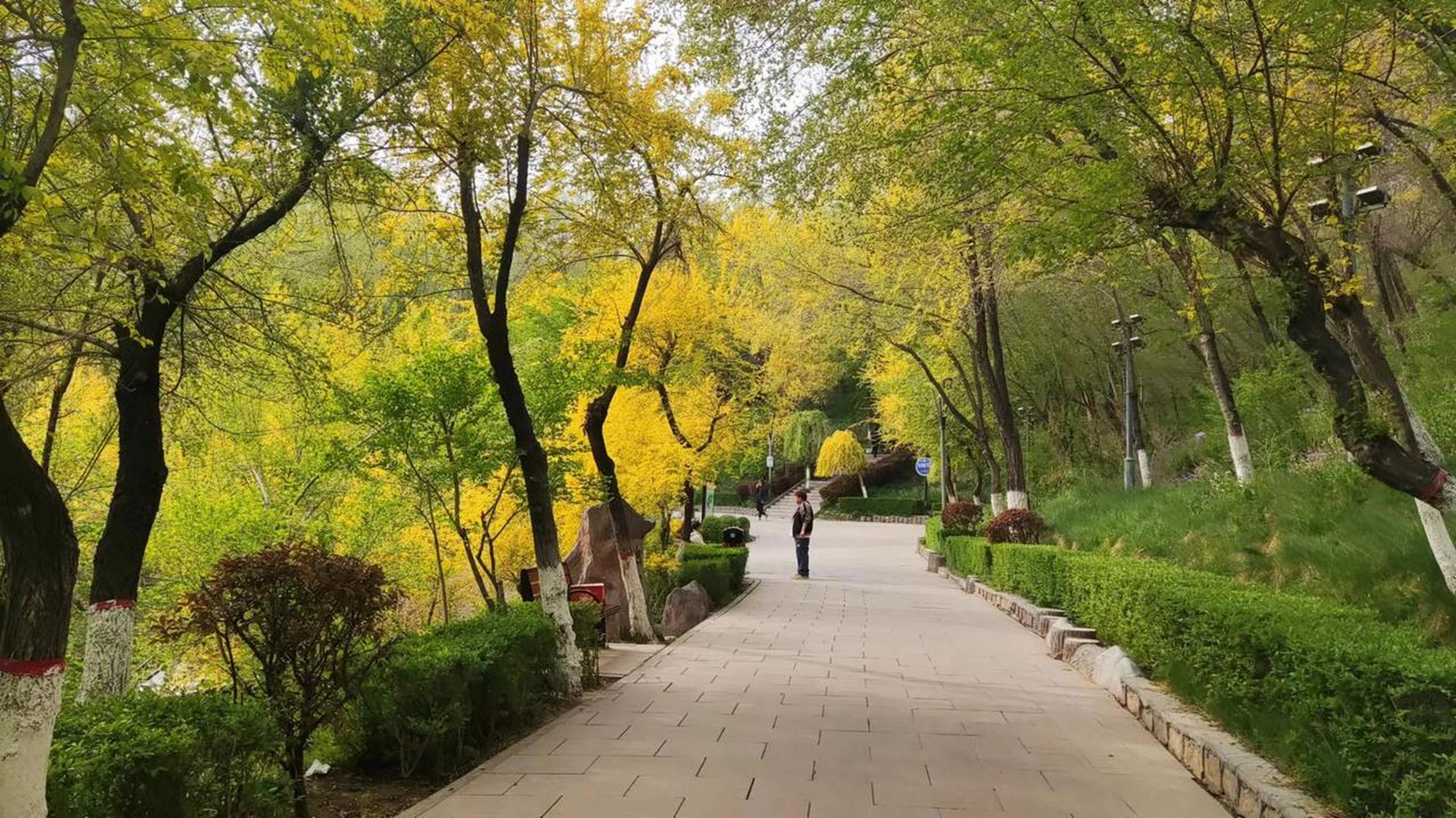 乌鲁木齐红山公园的春天,有没有秋天的感觉?这种黄叶榆树,确实很好看.