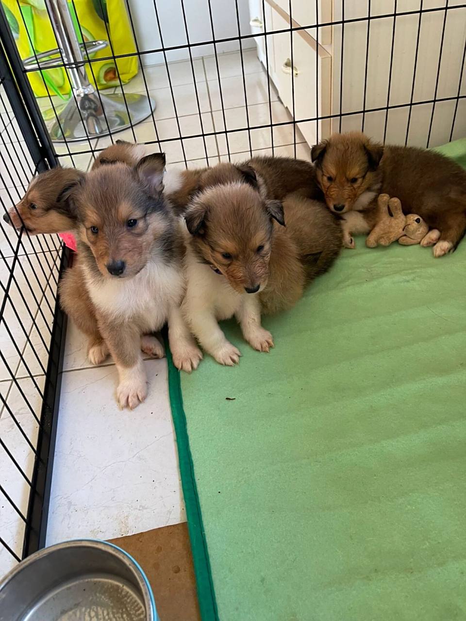 苏格兰牧羊犬宝宝 4只弟弟4只妹妹,后两张是爸妈照片.