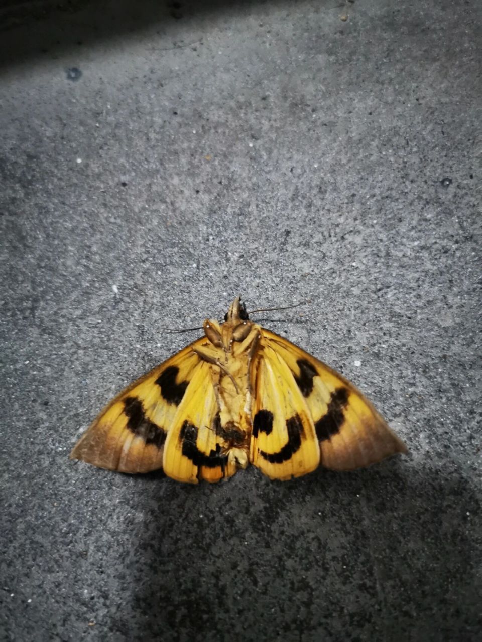 枯叶夜蛾 【枯叶夜蛾】鳞翅目夜蛾科