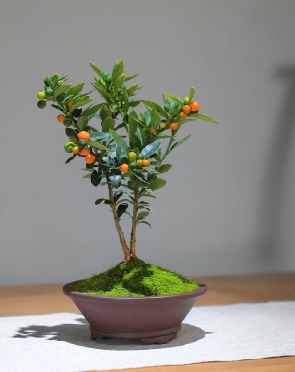 金豆挂果期长,一般从11月初挂果直至第二年5月,黄灿灿的果实挂满枝头