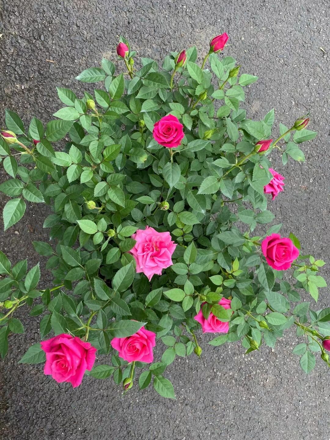 香奈儿月季优点 植株高度100厘米左右,花朵直径7厘米左右,草莓粉色或