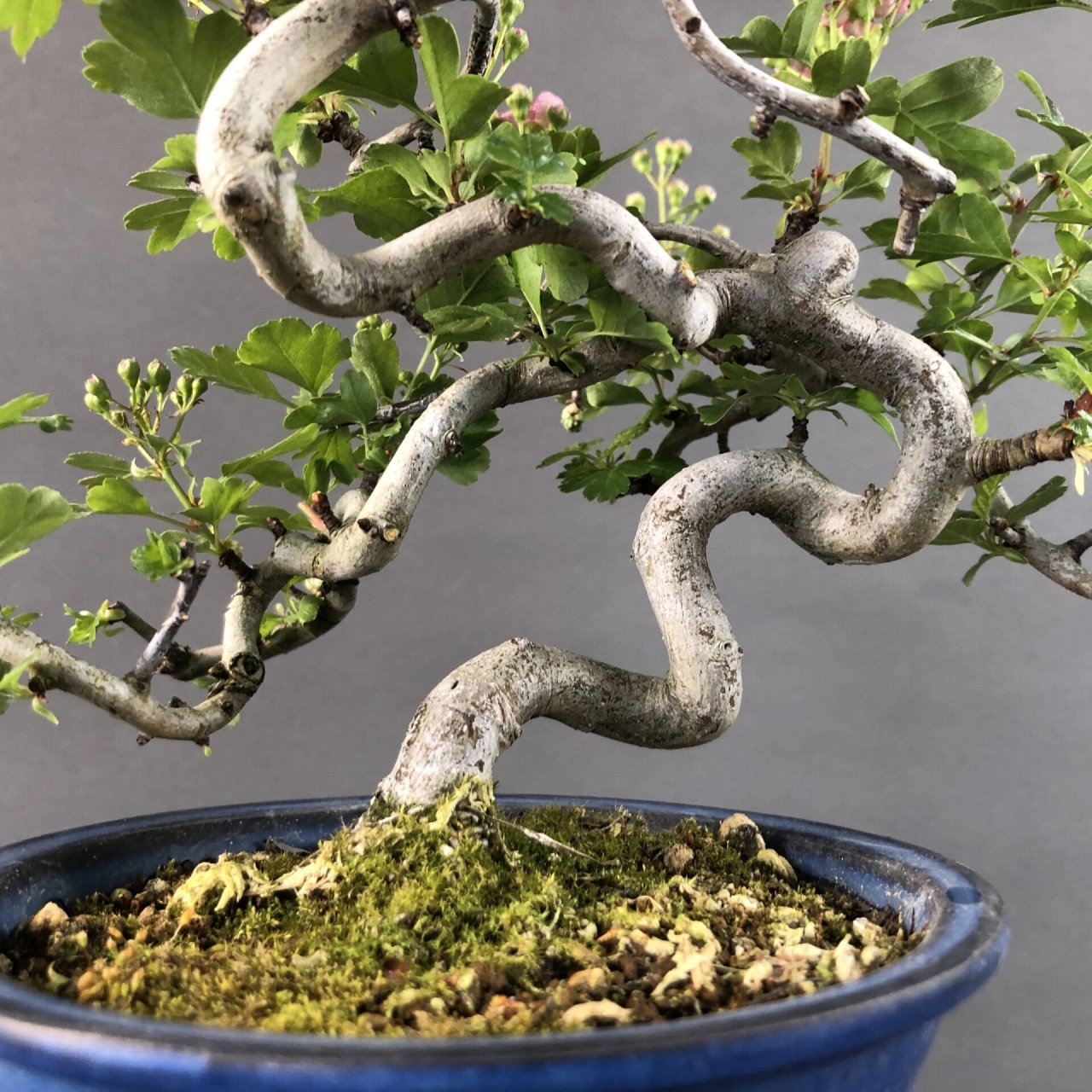 日本进口红花山楂,开红花挂红果 杆体扭曲自然,树形很好 #盆景# #进口