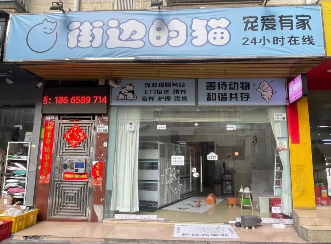 深圳唯一一家流浪猫救助站