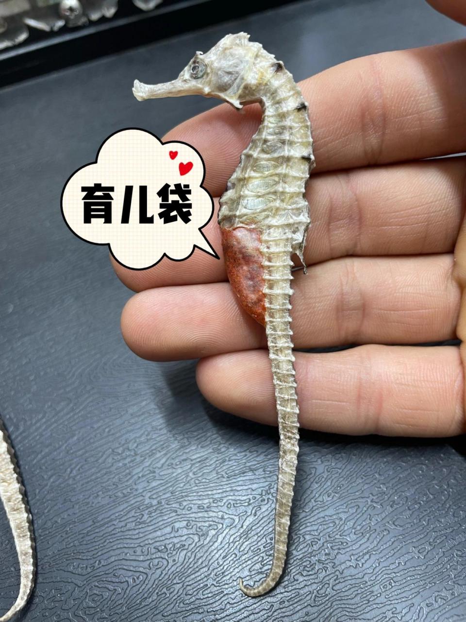 海马要这样区分公母6015 海马是雄性生小海马的,所以会有个育儿袋