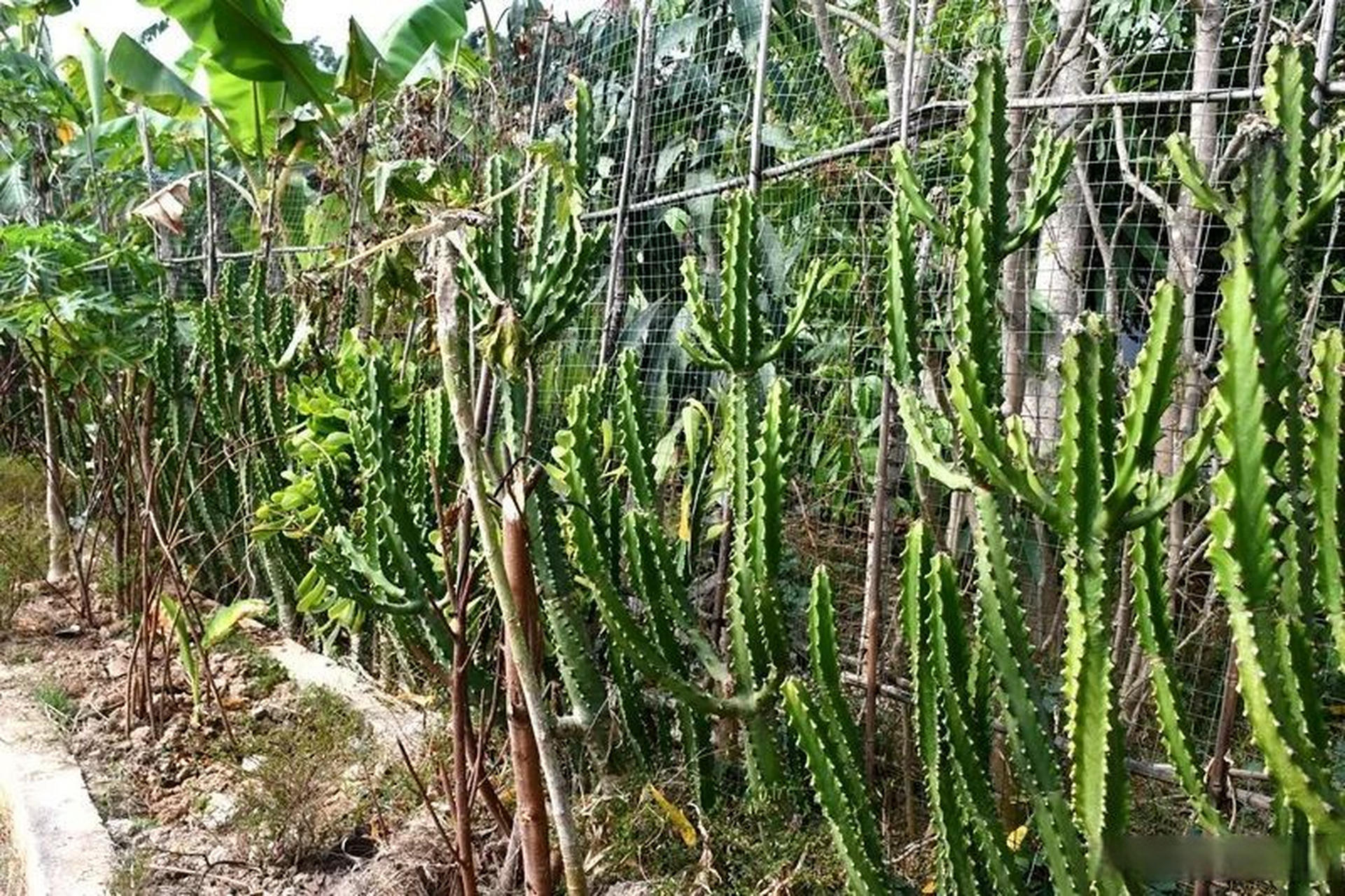 勐糯人口中的"金刚纂"也叫麒麟阁,霸王鞭,为大戟科多肉植物,叶片四季