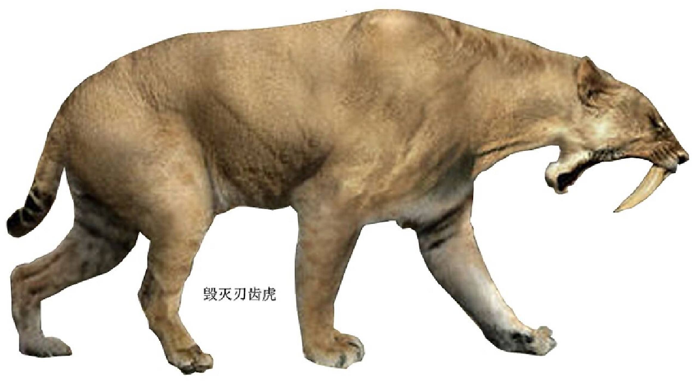刃齿虎 毁灭刃齿虎 致命刃齿虎 纤细刃齿虎 剑齿虎中最具代表性的是