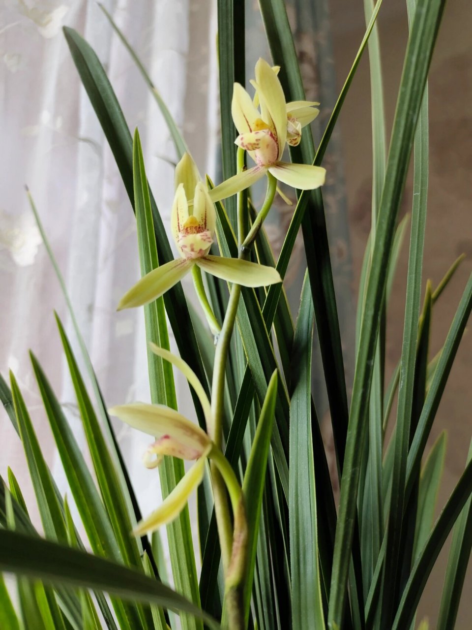 建兰"金针" 叶子挺拔坚硬,有金边,花有淡淡的清香,阳光下会浓一些