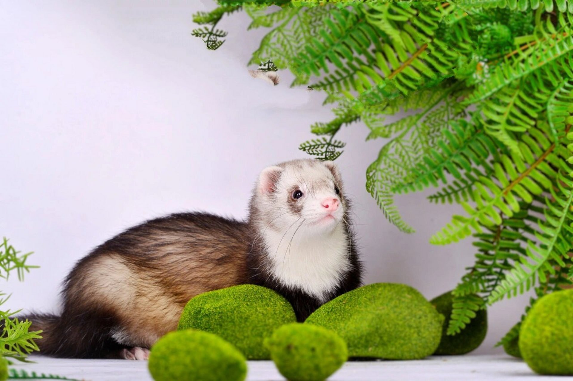 安格鲁雪貂圣诞写真宠物摄影宠物貂拍照上海 宠物摄影工作室爱宠萌宠