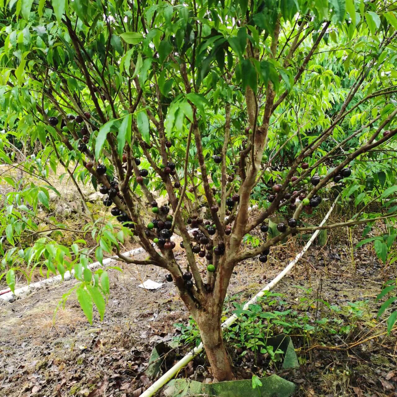 10年大果阿根廷嘉宝果,耐寒品种,树型漂亮,红芽柳叶,果子又大又好吃