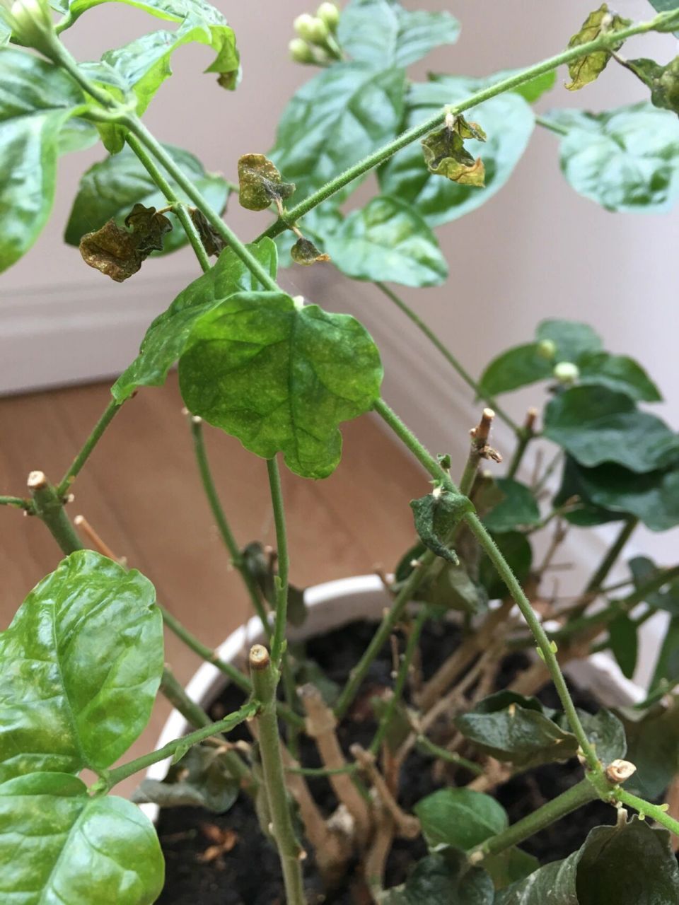 茉莉花叶子干枯粉碎 茉莉花真的不太好养,叶子还是绿的,就卷曲干枯,一