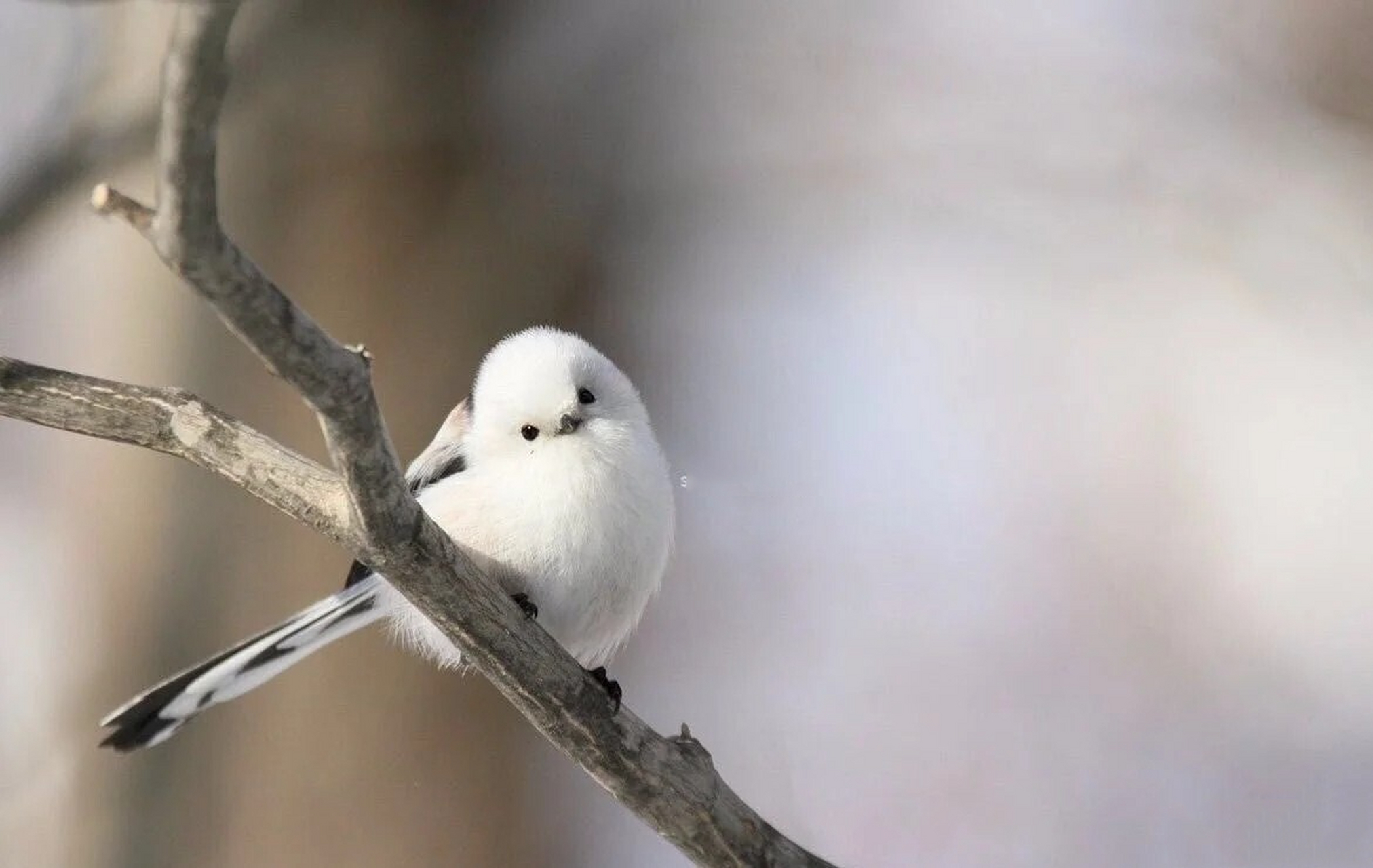 这是什么鸟好可爱啊.