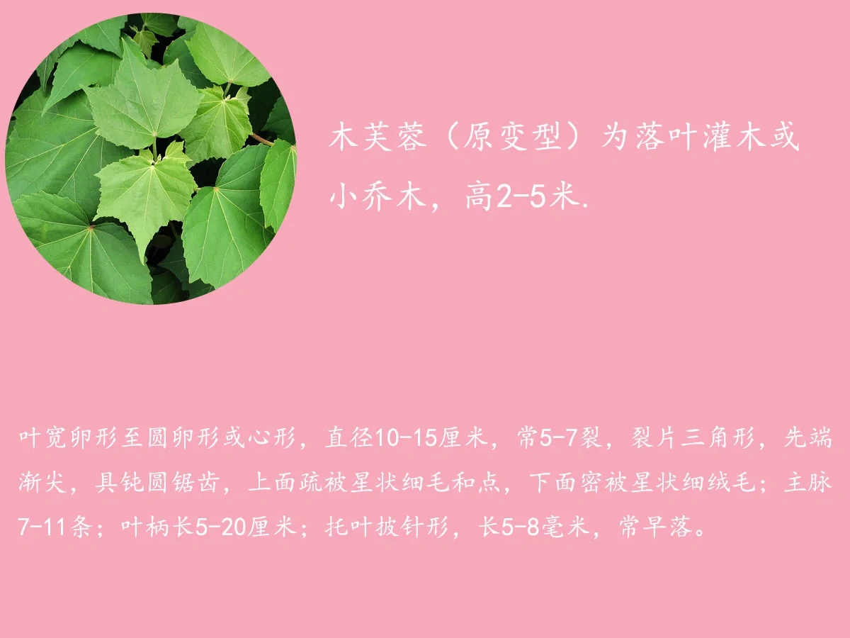 木芙蓉简介图片