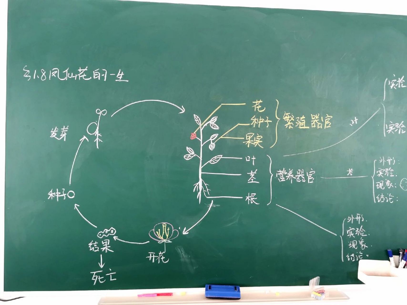 四年级下科学1.7凤仙花的一生