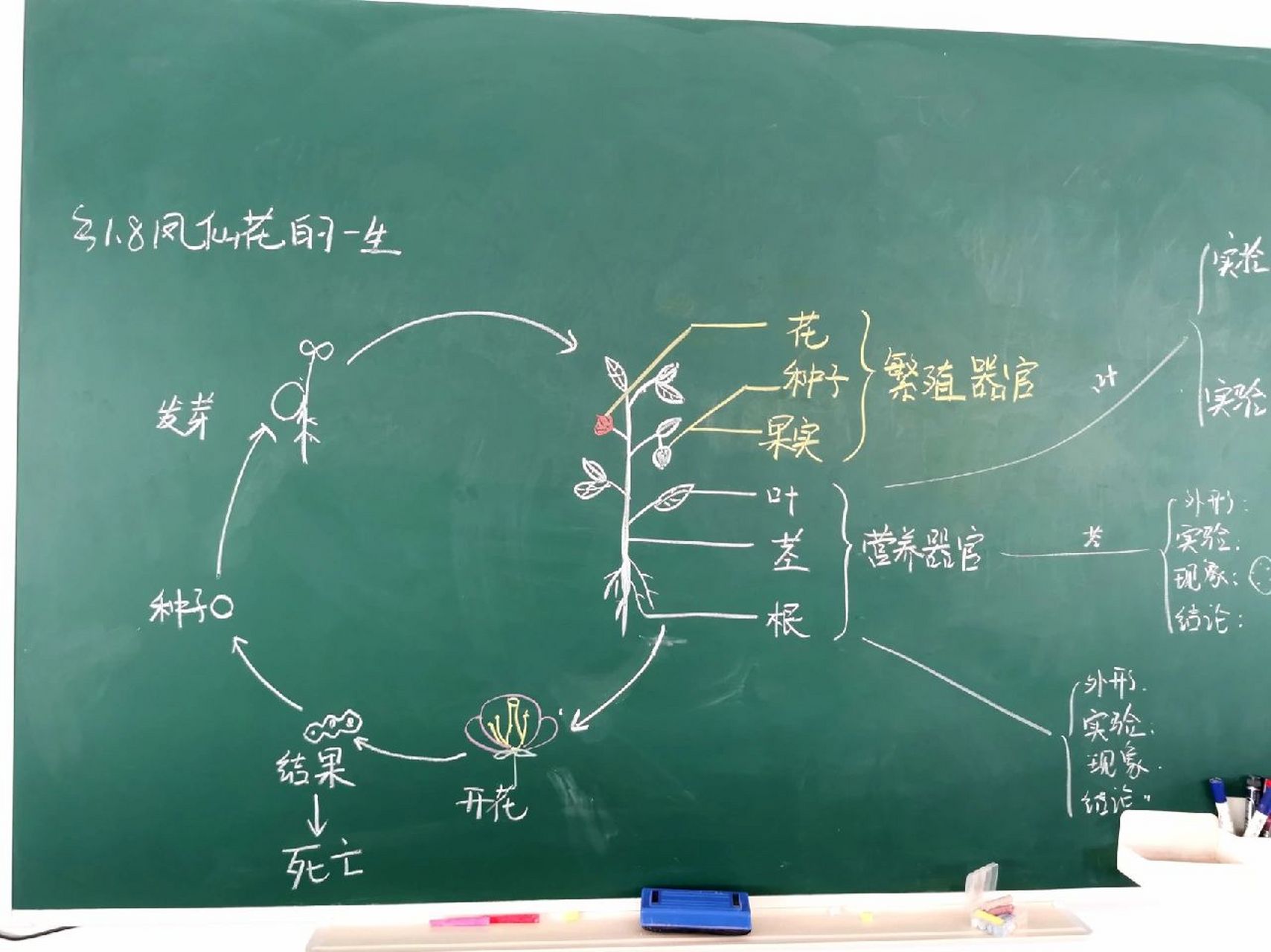 四年级下科学17凤仙花的一生