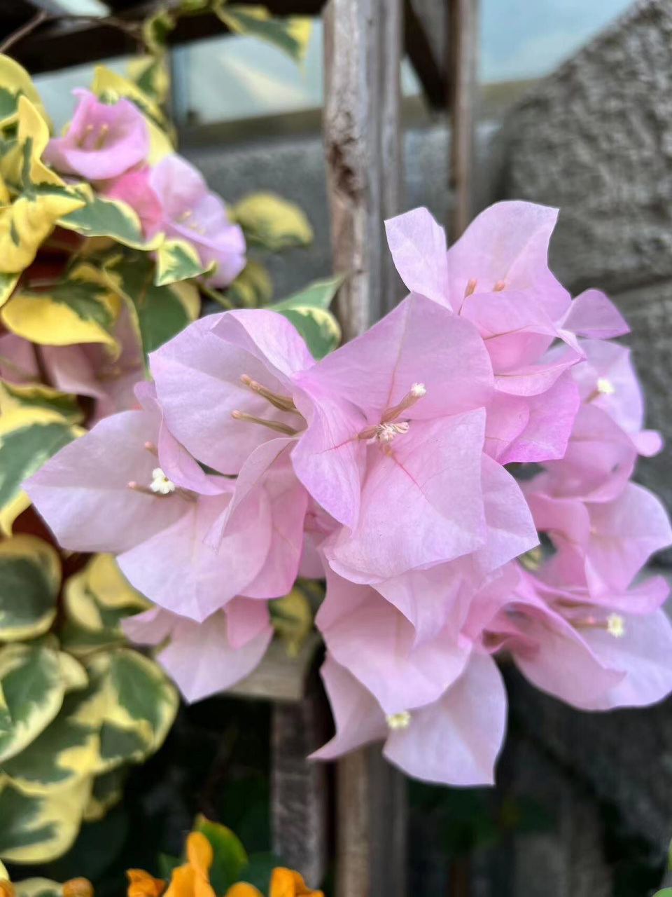 三角梅,小斑叶丽人不到二十天又复花了 三角梅小斑叶丽人,超级勤花,从