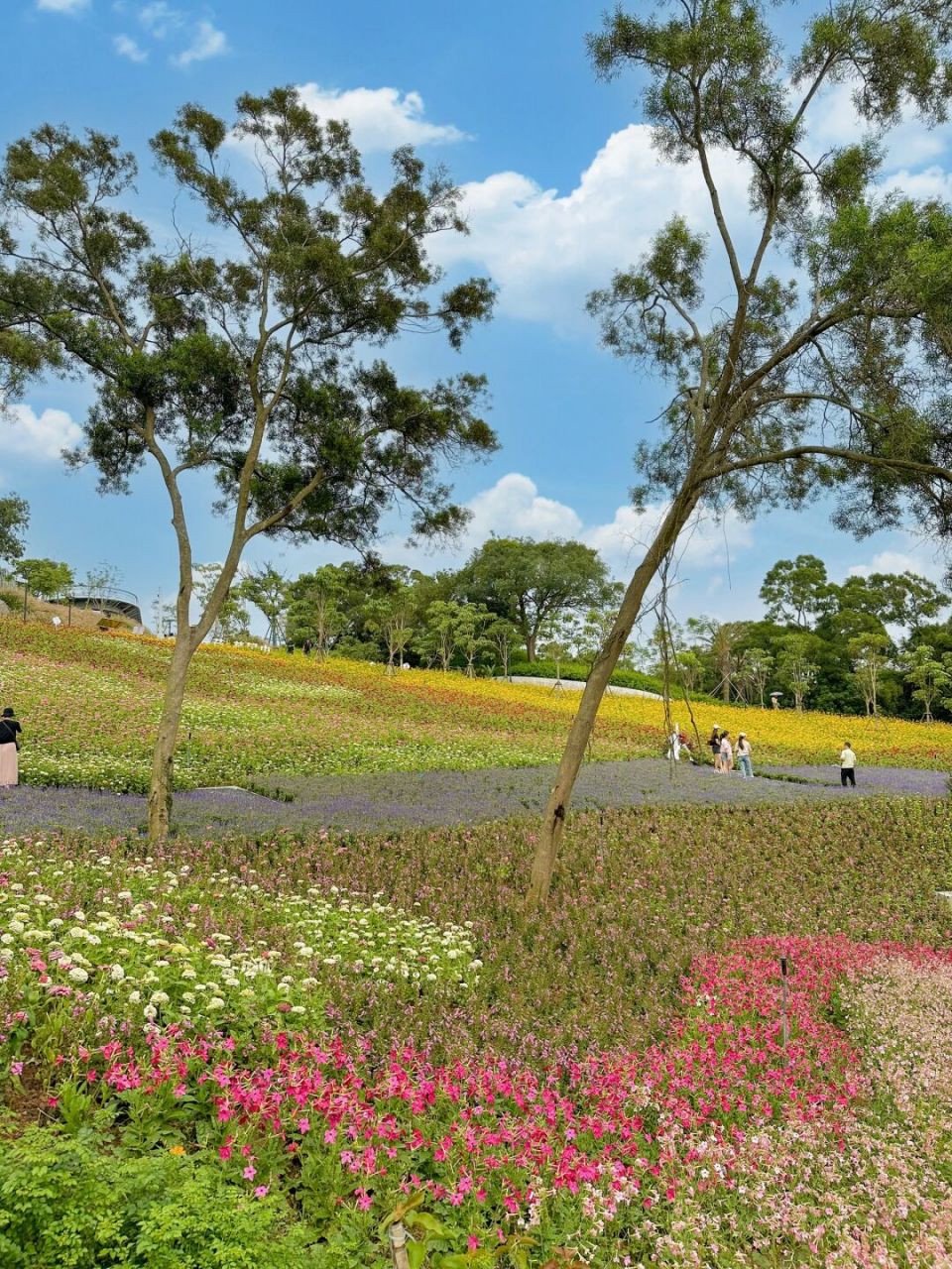 厦门东坪山的花海又开了!!这个周末记得去!! 厦门真的好浪漫呀!!! 这