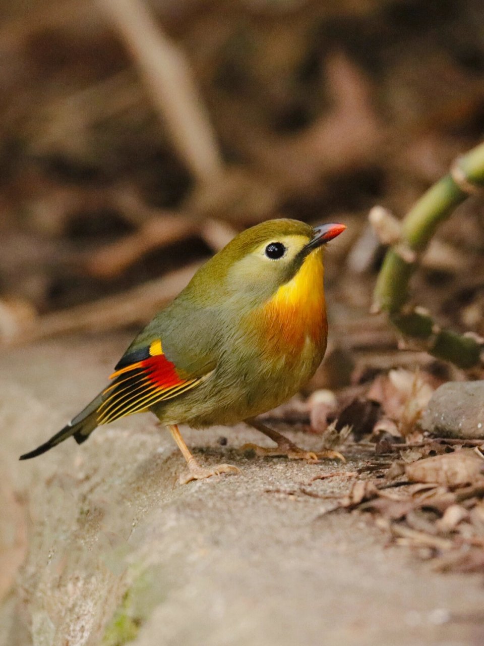 红嘴相思鸟,国家二级保护动物,喜欢在茂密的小竹林里觅食,栖息,南京