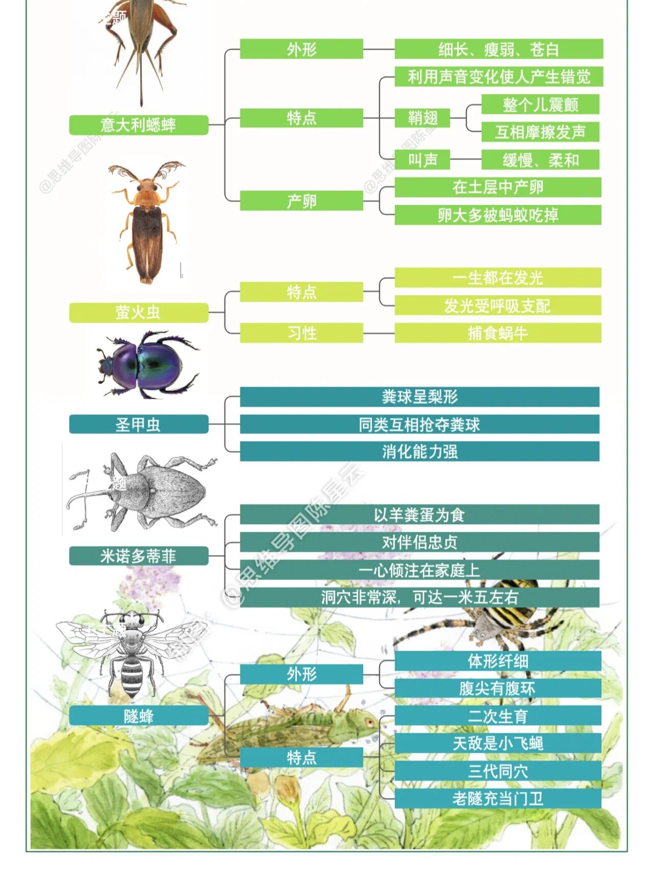 黄蜂的思维导图图片