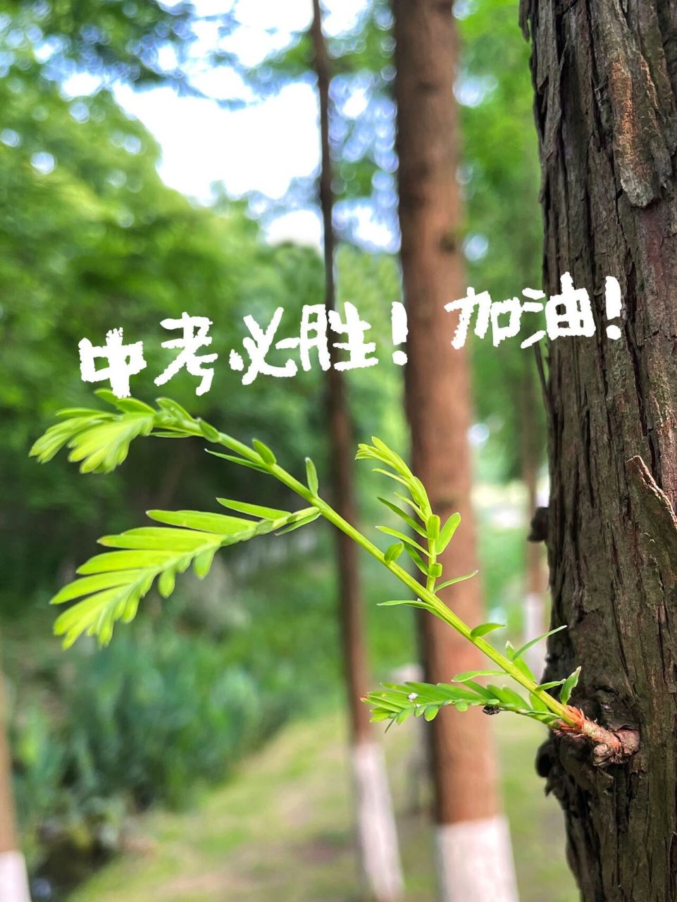 中考加油 手机ipad壁纸系列  中考加油 ,励志文案 ,高清图片,适合做