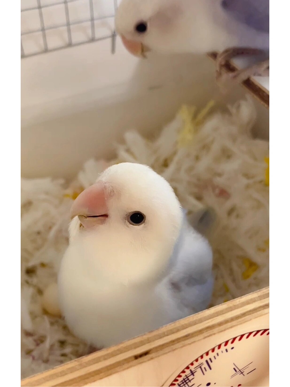 牡丹鹦鹉颜值天花板蓝伊莎