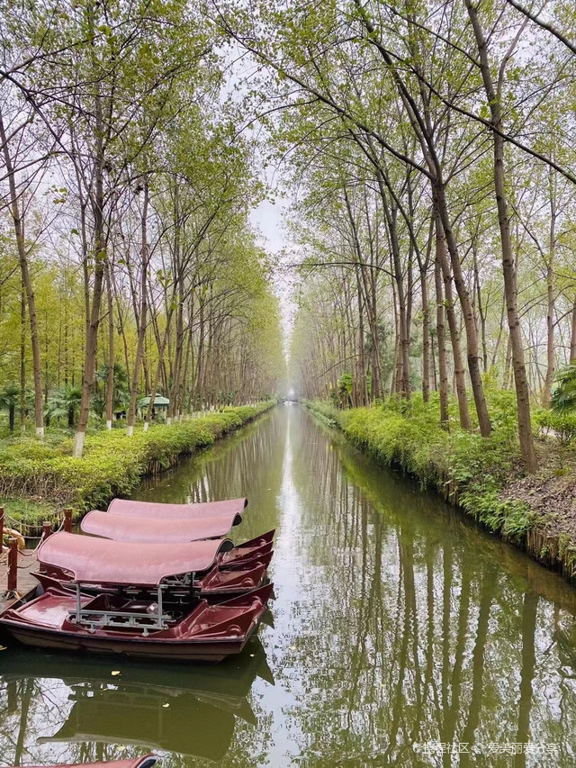 合肥滨湖森林湿地公园图片