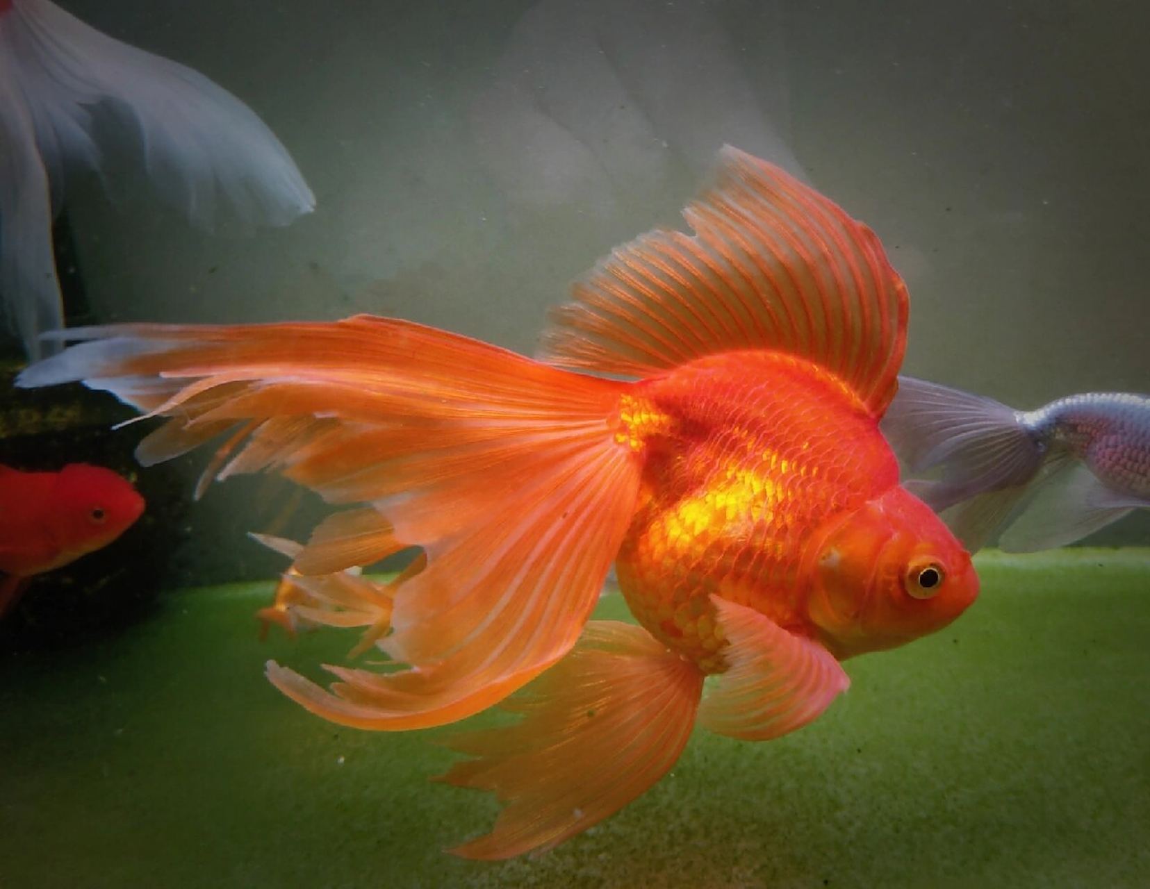 康康霸气的长尾鎏金～ 像公鸡93似的 之前尾巴有点烂,现在在恢复中