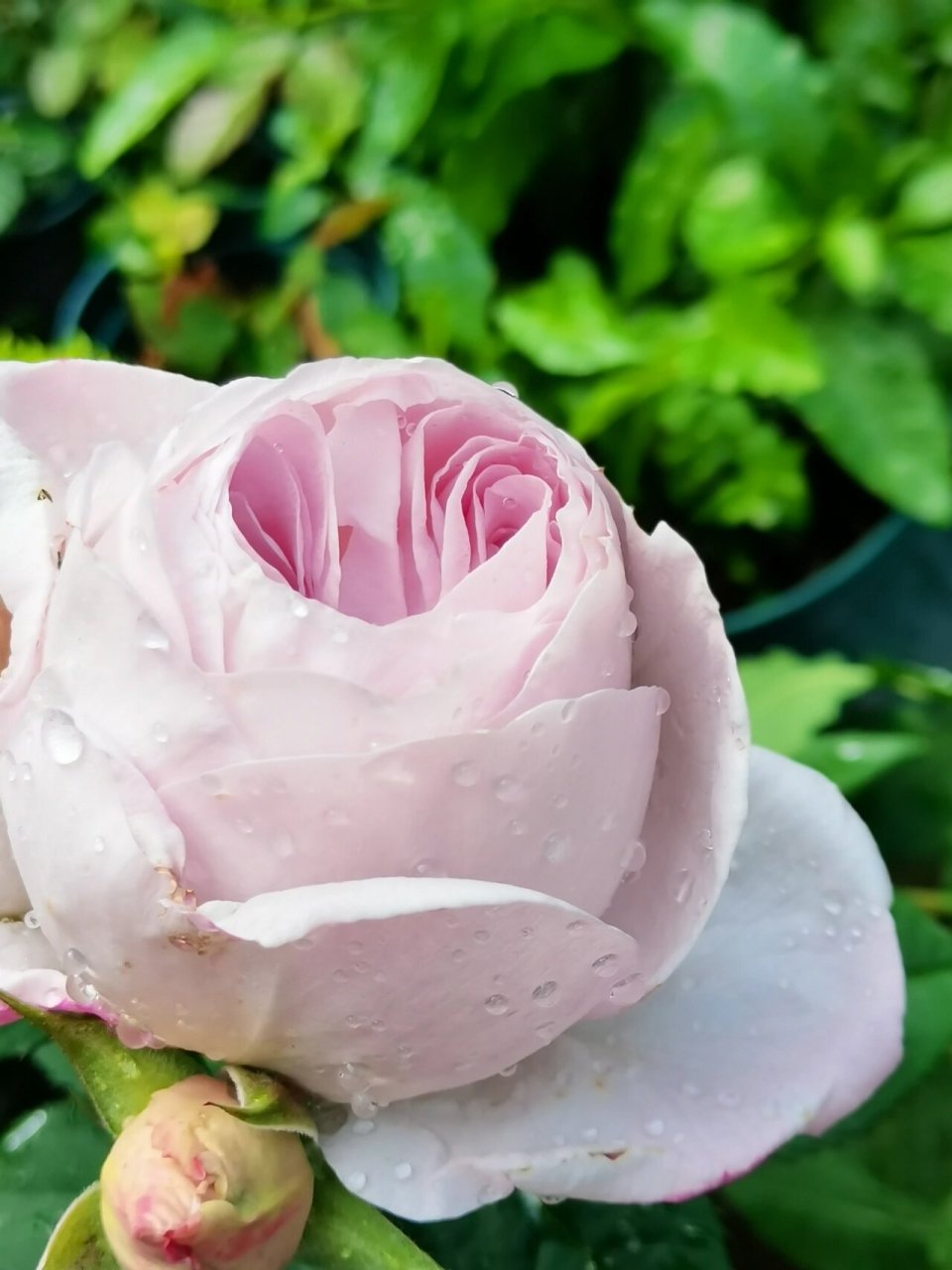 夜光杯:花如其名 #天狼月季# #月季# 品种:夜光杯(天狼自育) 抗性:购