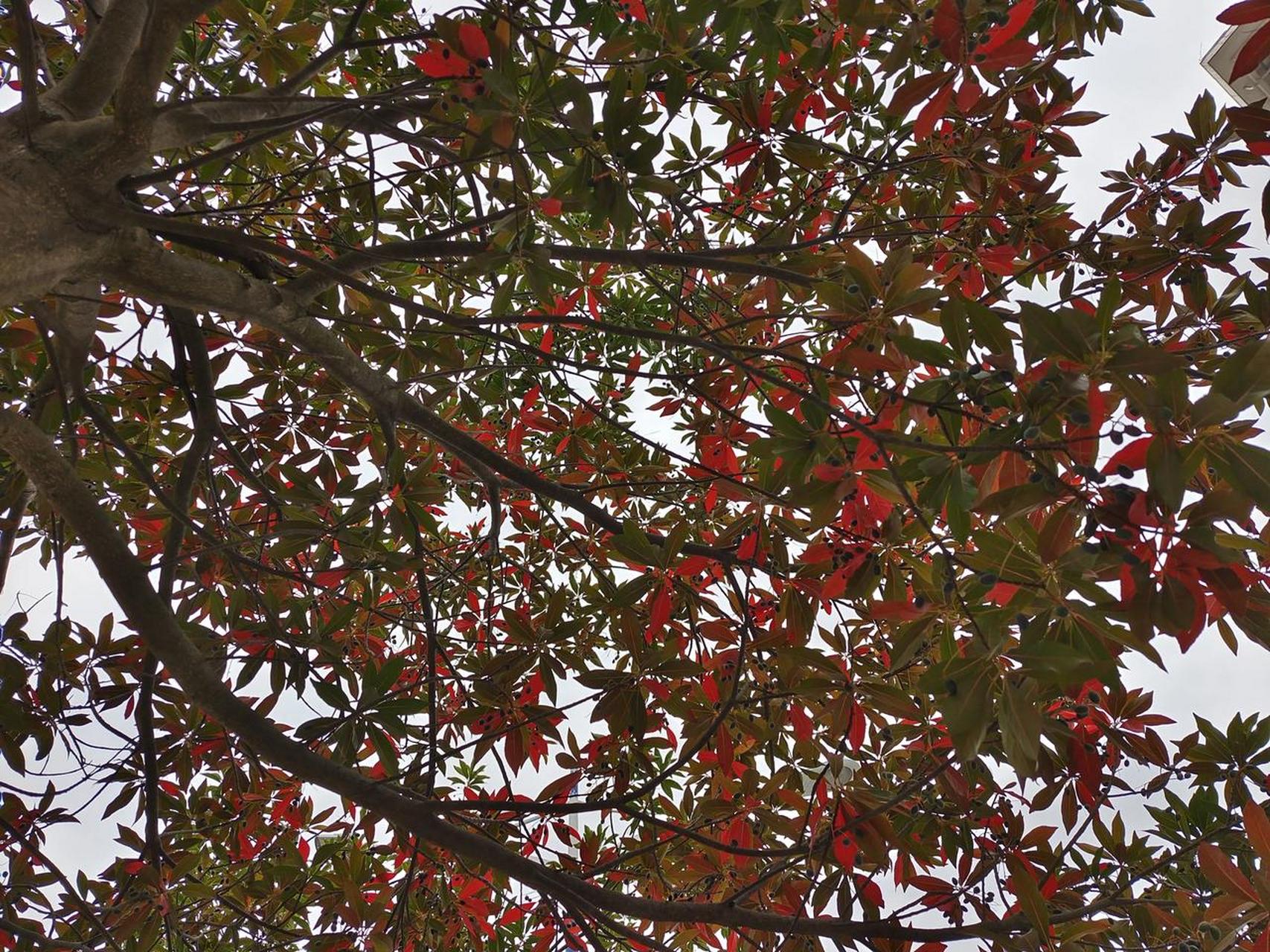 【杜英——常见但叫不出名字的树】