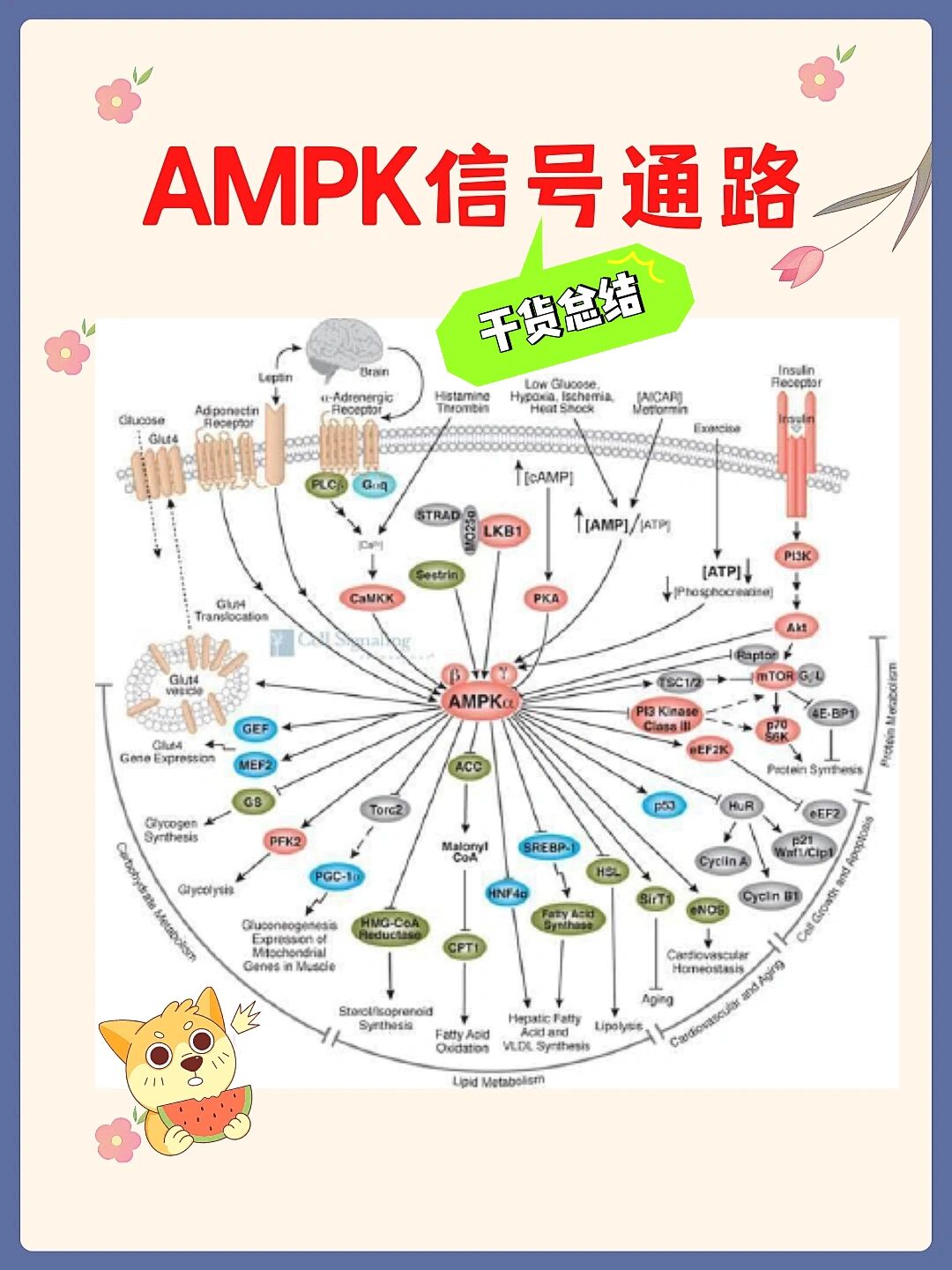 AMPK通路图片