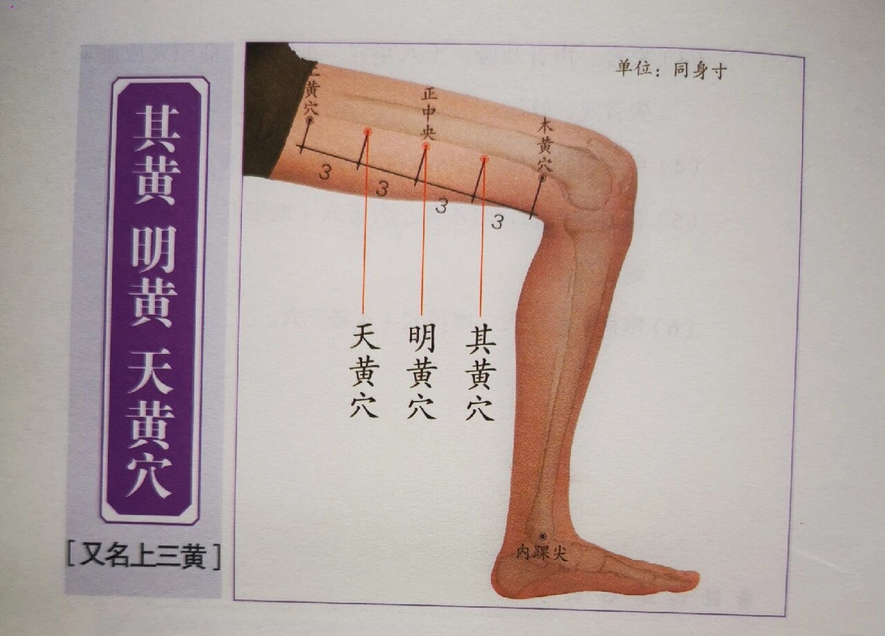 董氏奇穴～其黄穴 取穴 大腿内侧,明黄穴(大腿内侧正中央处)直下三寸