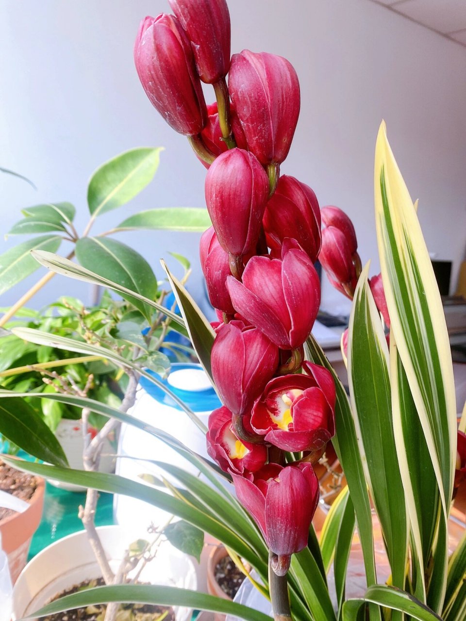 金边大红袍兰花 终于买到金边大红袍,大气,好看