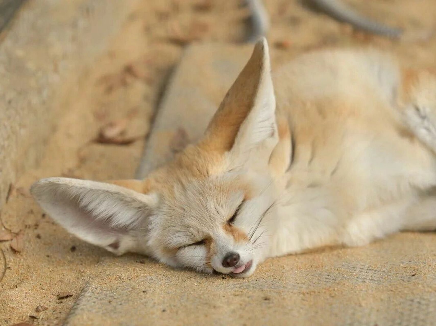 动物城里的芬尼克原来是它99 学名:耳廓狐 别称:大耳小狐,沙漠小狐