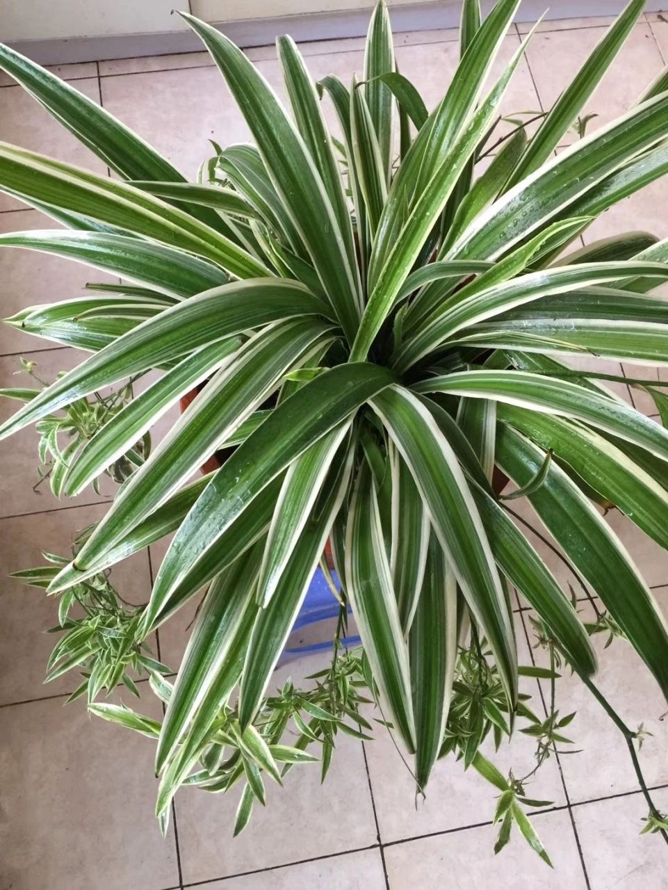 金边吊兰花 疫情闲在家,鼓捣鼓捣花也是很开心的.