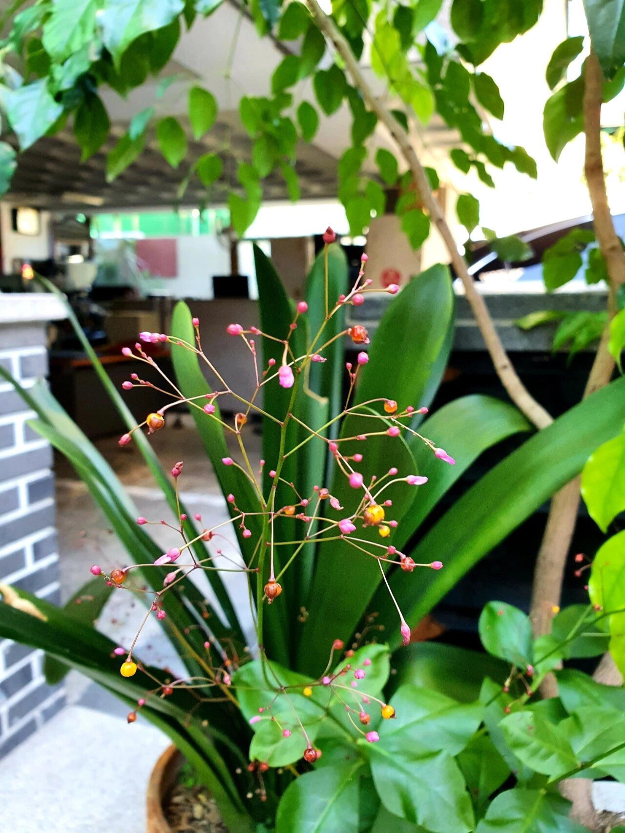 土人参开花 花箭细长,花朵娇小可爱95