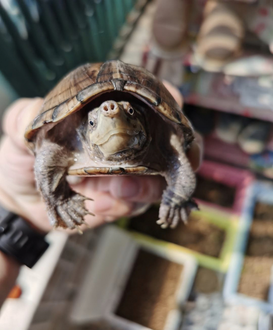 98-麝香龟 简单的介绍一下麝香龟: 麝香龟属小型龟, 特点:1动作也较