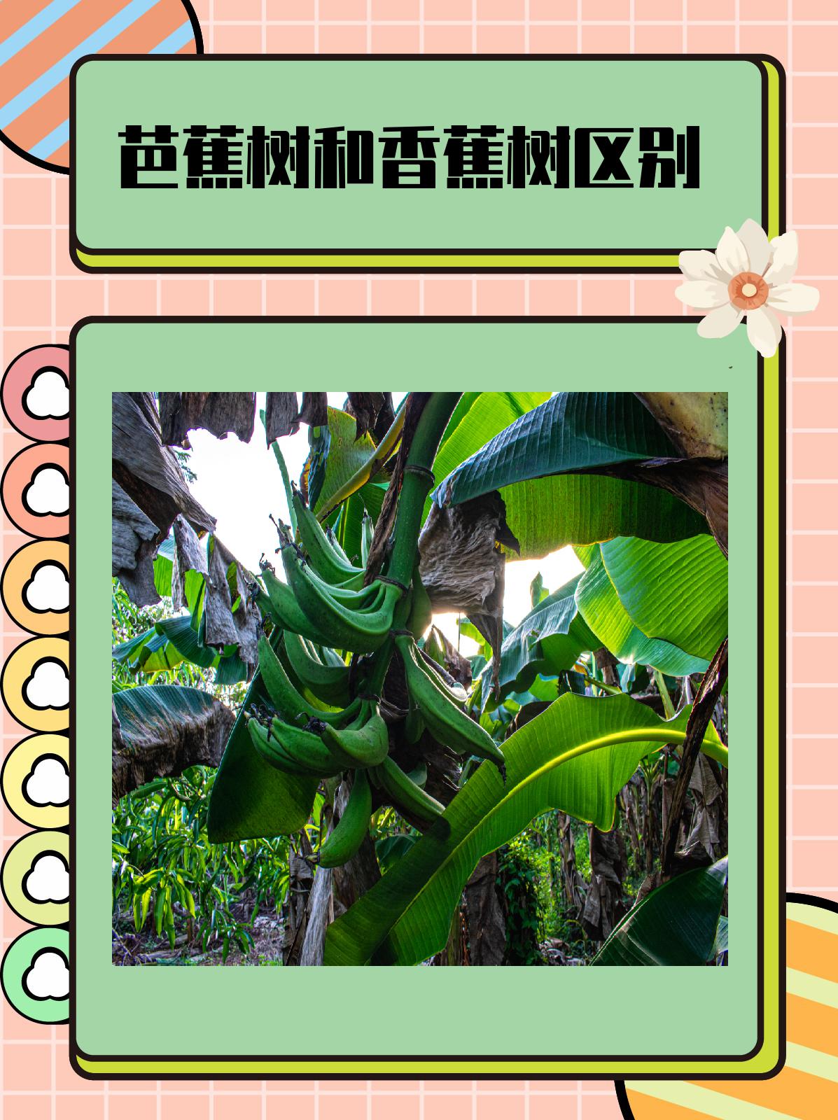 芭蕉树和香蕉树区别