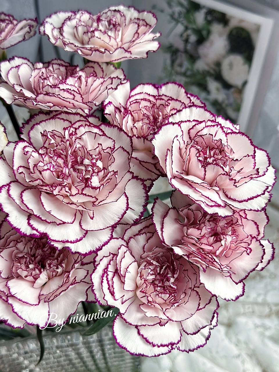 康乃馨:紫精灵「经典康乃馨之一」 在这样重复,枯燥的日子里,鲜花给