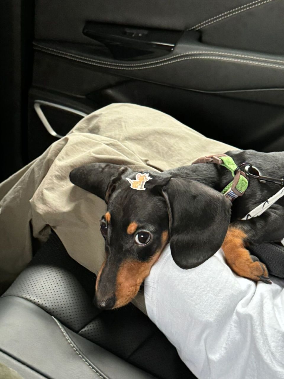 腊肠犬# #养狗# #迷你腊肠犬# #迷你短毛腊肠犬