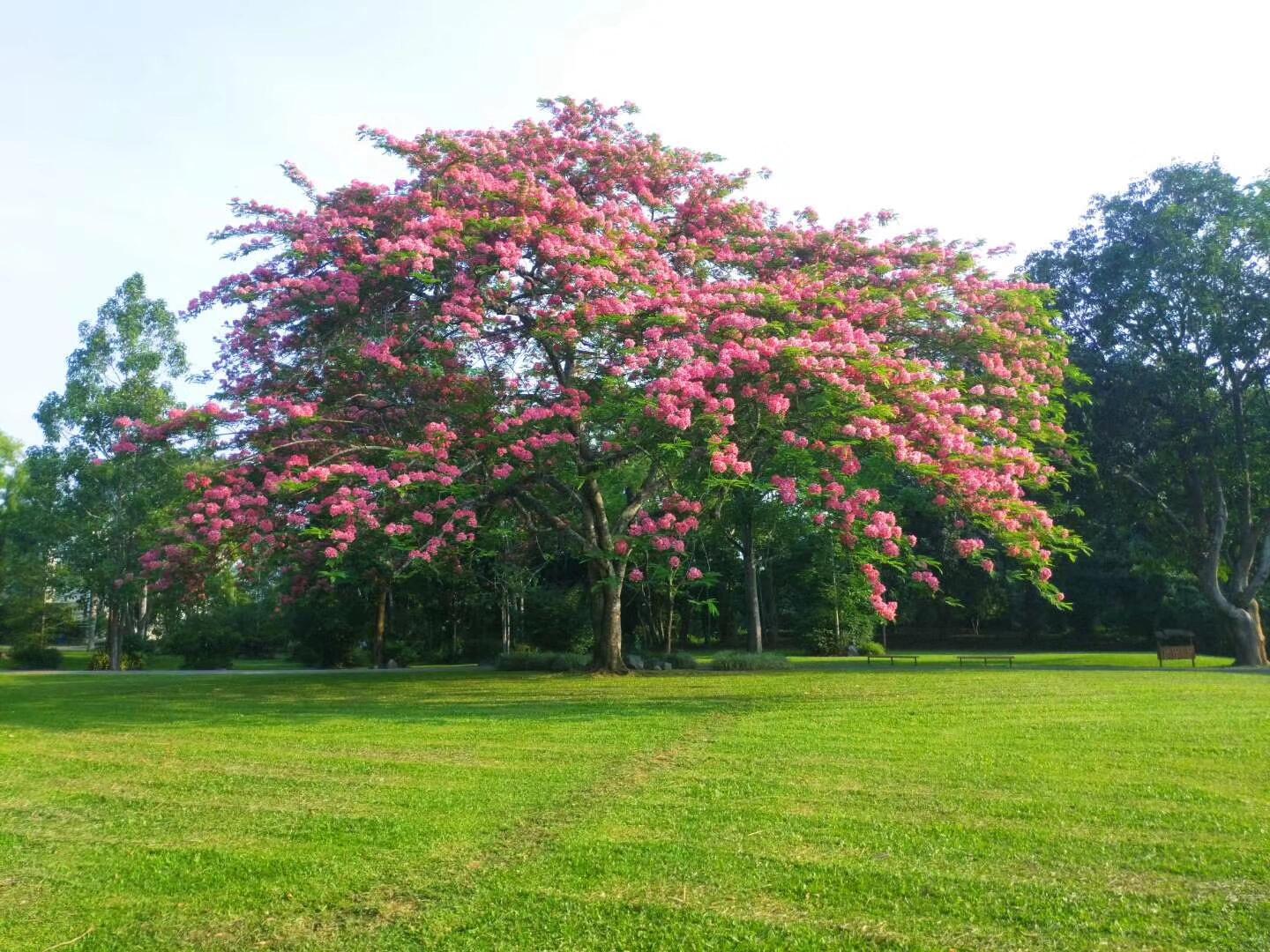 景观植物意向【粉花山扁豆