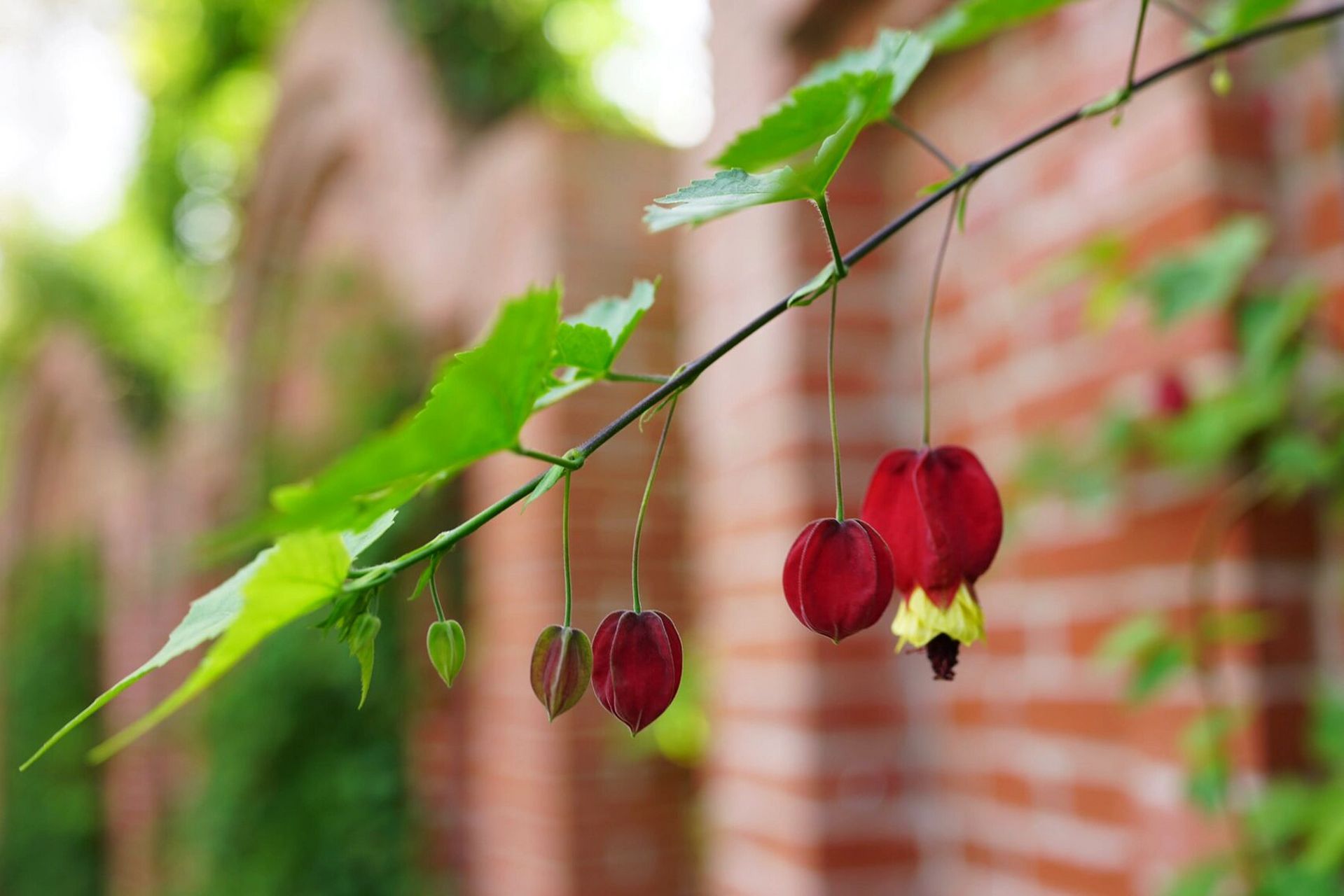 红萼茼麻|蔓性风铃花 一朵风铃绿叶间,红心吐金露芳颜.