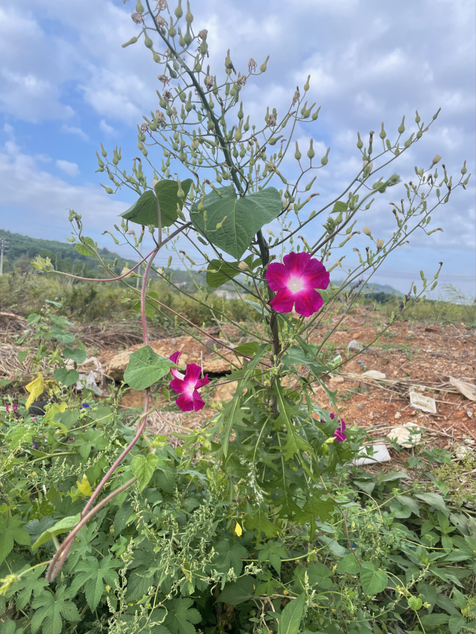 牵牛花 学名:牵牛花别名:喇叭花花语:永固的爱情和名誉,顽强,不屈不挠