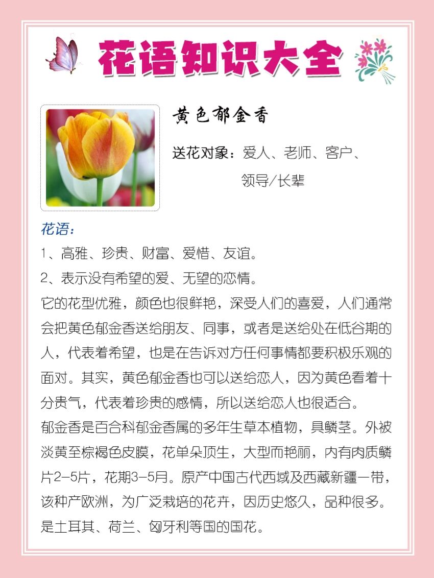 5295黄色郁金香花语