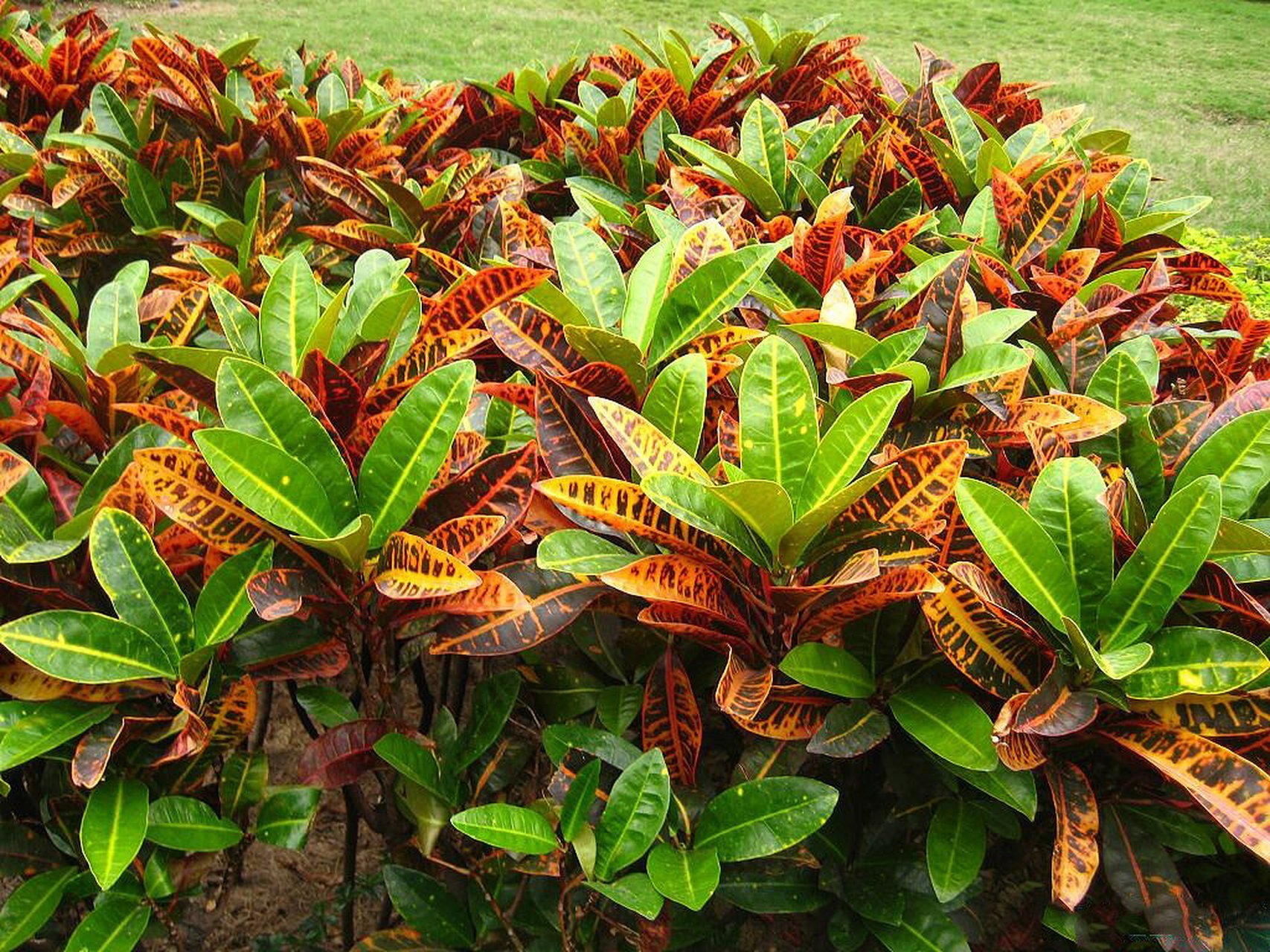 每日一花23  植物界的"变色龙" 植物界的变色龙 变叶木 是观叶植物