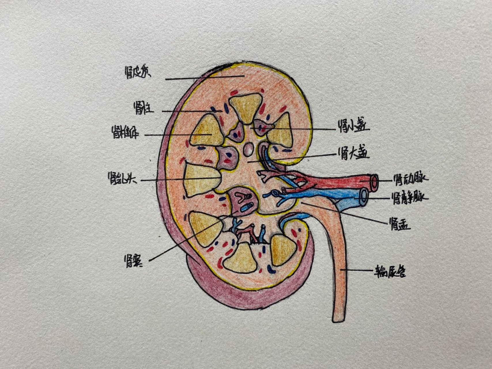 肾的解剖结构图手绘图片