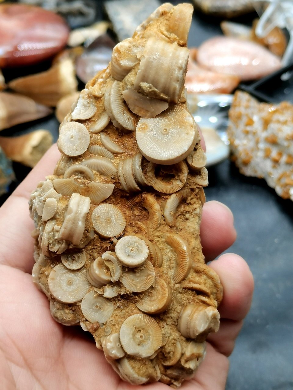 古生物化石 史前海百合茎化石 39 来自上亿年的海百合化石茎摆件 喜欢