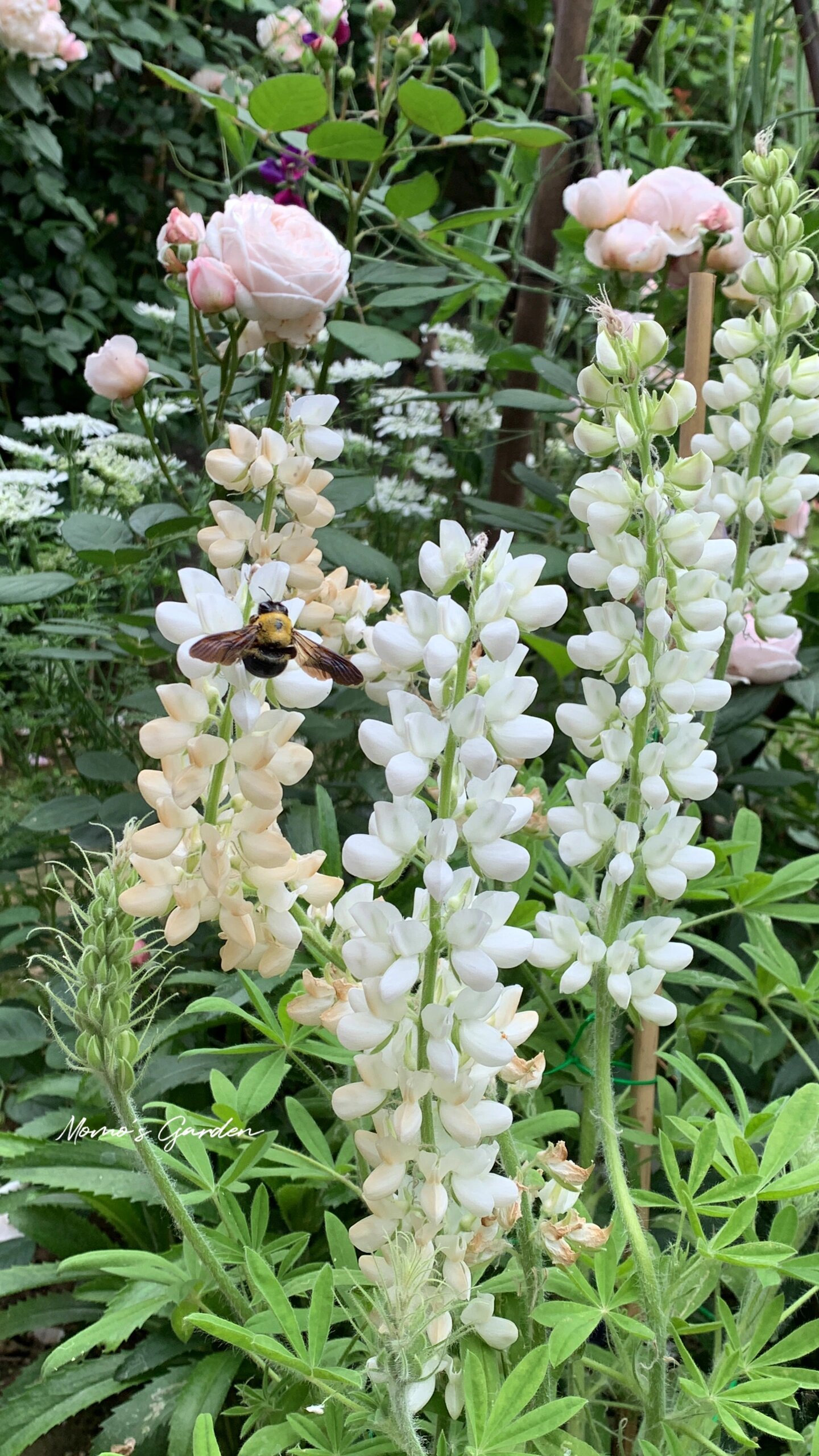 早花羽扇豆与大蜂子 发现羽扇豆真是特别招蜜蜂的一种植物,春天每天都