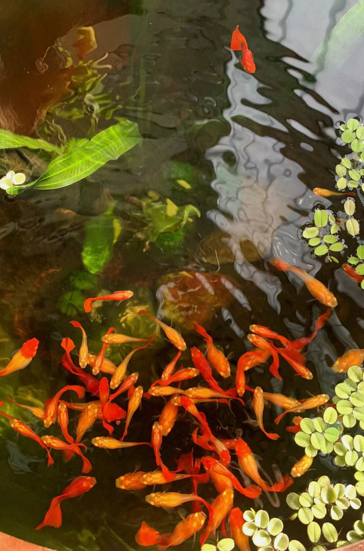 每天一篇作文:池塘真美 图片