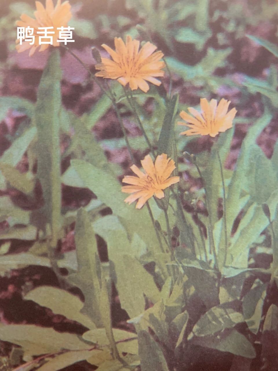 潮汕百草药分享篇之鸭舌草 鸭舌草 潮汕地区别名鸭舌红,鸭舌苦草,黄花